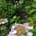 1e487111-9242-473a-984b-202dbde2ec82.png