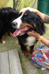 IMG_4768.gif